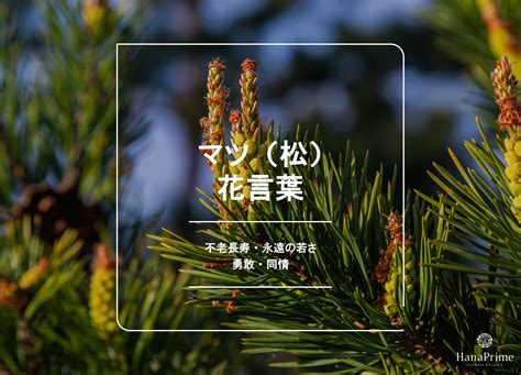 赤松 風水|マツ（松）の花言葉と縁起がいい風水効果 ｜ 花言葉 